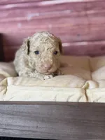 Bruce, a male Poodle - Toy  for sale in Shirley, NY – 3 of 7