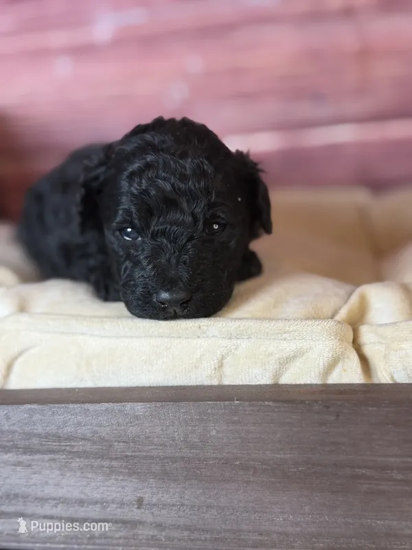 Bruno – Poodle - Toy  puppy for sale in Shirley, NY