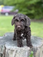 Nox, a male Cockapoo for sale in Shirley, NY – 2 of 9