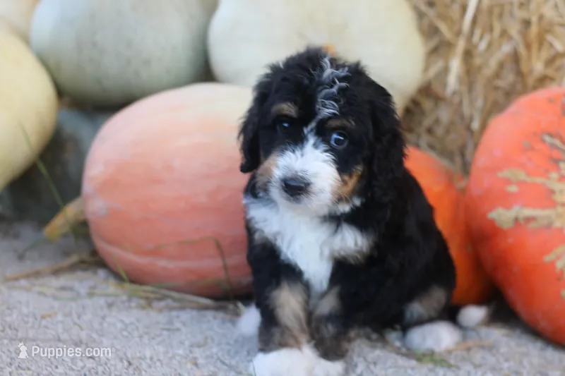 Klara – Bernedoodle puppy for sale in Lowry City, MO