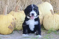 Kael, a male Bernedoodle for sale in Lowry City, MO – 3 of 4
