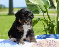 Gueneviere, a female Bernedoodle for sale in Lowry City, MO – 1 of 3