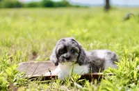 Sheldon, a male Cockapoo for sale in Lowry City, MO – Photo 2 of 4