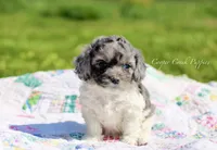 Sheldon, a male Cockapoo for sale in Lowry City, MO – Photo 1 of 4