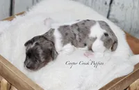 Sheldon, a male Cockapoo for sale in Lowry City, MO – Photo 3 of 4