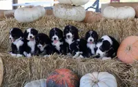 Klara, a female Bernedoodle for sale in Lowry City, MO – 4 of 4