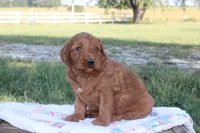 Joyce, a female Goldendoodle for sale in Lowry City, MO – 4 of 4