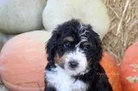 Klara, a female Bernedoodle for sale in Lowry City, MO – 3 of 4