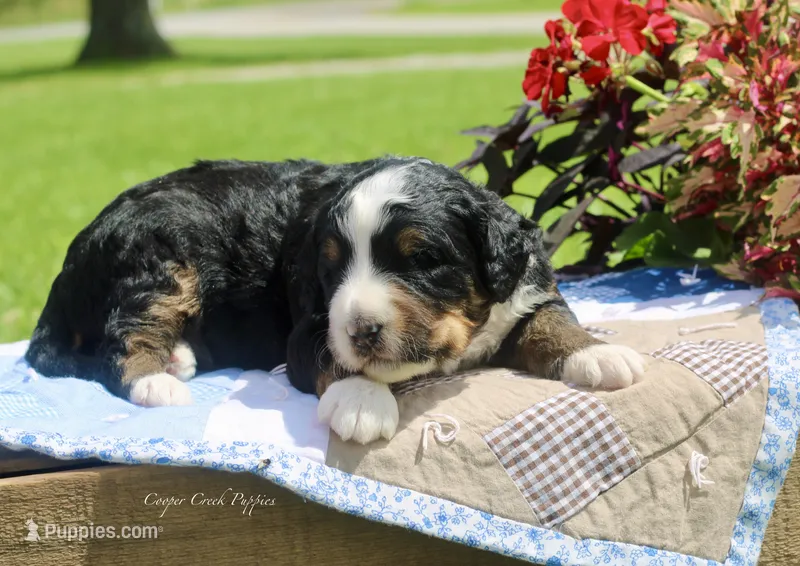 Irvin – Bernedoodle puppy for sale in Lowry City, MO