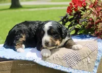 Irvin, a male Bernedoodle for sale in Lowry City, MO – 1 of 3