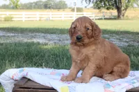 Judson, a male Goldendoodle for sale in Lowry City, MO – 3 of 3