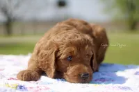 Gideon, a male Goldendoodle for sale in Lowry City, MO – 2 of 3