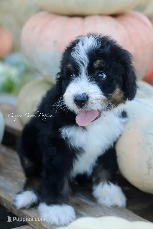 Kennedy – Bernedoodle puppy for sale in Lowry City, MO