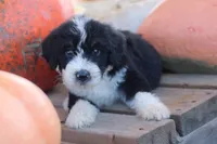 Kody, a male Bernedoodle for sale in Lowry City, MO – 2 of 3
