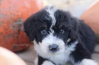 Kody, a male Bernedoodle for sale in Lowry City, MO – 1 of 3