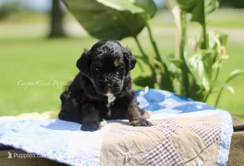 Gil – Bernedoodle puppy for sale in Lowry City, MO
