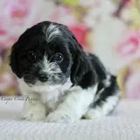 Bliss, a female Cockapoo for sale in Lowry City, MO – Photo 1 of 3