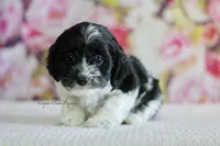 processed/87829e90-5fa1-4c10-abf7-248134b1f0d4/listing/319f0b95-e4f0-4eea-8f4d-aa780bba19f5/c8ac748e-a832-4f7b-a07b-ac3264775934