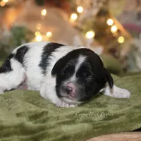 Bliss, a female Cockapoo for sale in Lowry City, MO – Photo 2 of 3