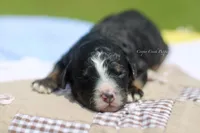 Gwen, a female Bernedoodle for sale in Lowry City, MO – 2 of 3