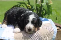 Irvin, a male Bernedoodle for sale in Lowry City, MO – 3 of 3