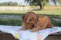 Judy, a female Goldendoodle for sale in Lowry City, MO – 4 of 4