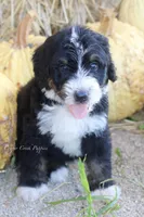 Kael, a male Bernedoodle for sale in Lowry City, MO – 1 of 4