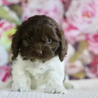 Dorothy, a female Cockapoo for sale in Lowry City, MO – Photo 1 of 2