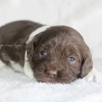 Dorothy, a female Cockapoo for sale in Lowry City, MO – Photo 2 of 2