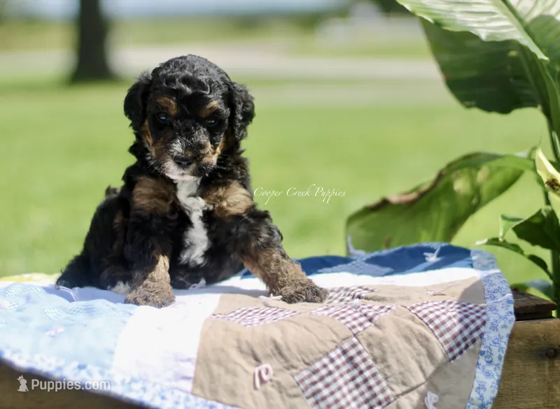 Gideon – Bernedoodle puppy for sale in Lowry City, MO