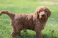 Gideon, a male Goldendoodle for sale in Lowry City, MO – 3 of 3