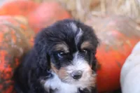 Koop, a male Bernedoodle for sale in Lowry City, MO – 4 of 4