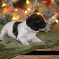 Blair, a female Cockapoo for sale in Lowry City, MO – Photo 3 of 3