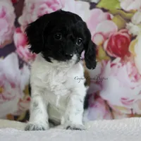 Blair, a female Cockapoo for sale in Lowry City, MO – Photo 1 of 3