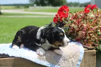 Ivy, a female Bernedoodle for sale in Lowry City, MO – 2 of 2