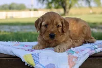 Judy, a female Goldendoodle for sale in Lowry City, MO – 2 of 4