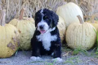 Kael, a male Bernedoodle for sale in Lowry City, MO – 2 of 4