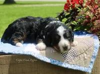 Irvin, a male Bernedoodle for sale in Lowry City, MO – 2 of 3