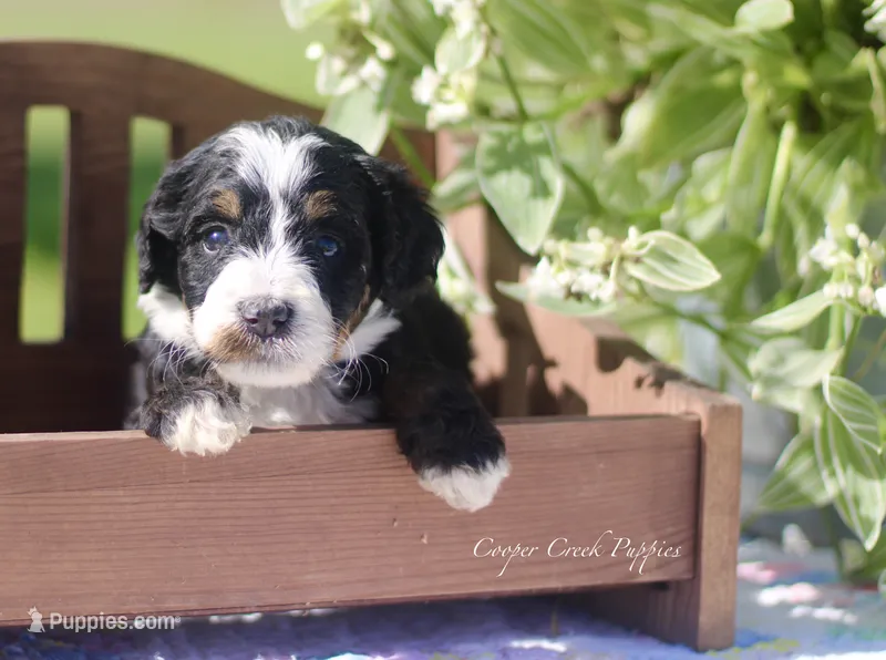 Fannie – Bernedoodle puppy for sale in Lowry City, MO