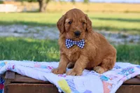 Judson, a male Goldendoodle for sale in Lowry City, MO – 1 of 3