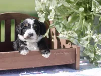 Fannie, a female Bernedoodle for sale in Lowry City, MO – 2 of 4