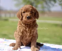 Gideon, a male Goldendoodle for sale in Lowry City, MO – 1 of 3