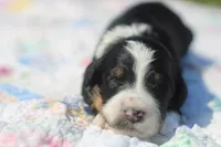 Fannie, a female Bernedoodle for sale in Lowry City, MO – 4 of 4