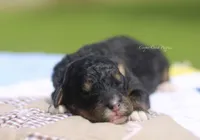 Gueneviere, a female Bernedoodle for sale in Lowry City, MO – 2 of 3
