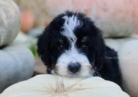 Kennedy, a male Bernedoodle for sale in Lowry City, MO – 2 of 4