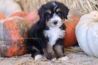 Koop, a male Bernedoodle for sale in Lowry City, MO – 1 of 4