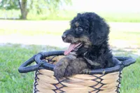 Maggie, a female Bernedoodle for sale in Lowry City, MO – Photo 3 of 3