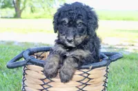 Maggie, a female Bernedoodle for sale in Lowry City, MO – Photo 1 of 3