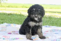 Maggie, a female Bernedoodle for sale in Lowry City, MO – Photo 2 of 3