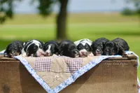 Gideon, a male Bernedoodle for sale in Lowry City, MO – 3 of 3